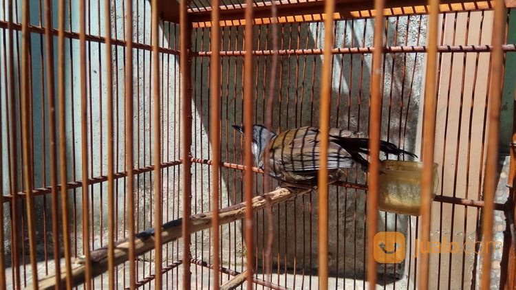 Poksay Hongkong Jantan