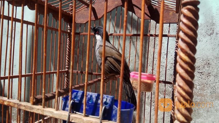 Poksay Hongkong Betina