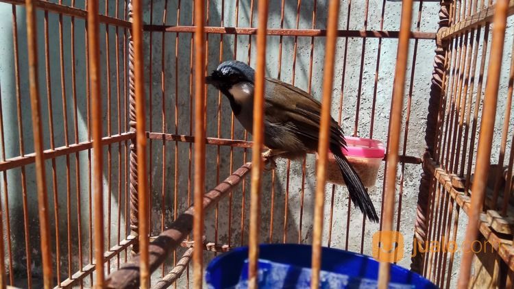 Poksay Hongkong Betina