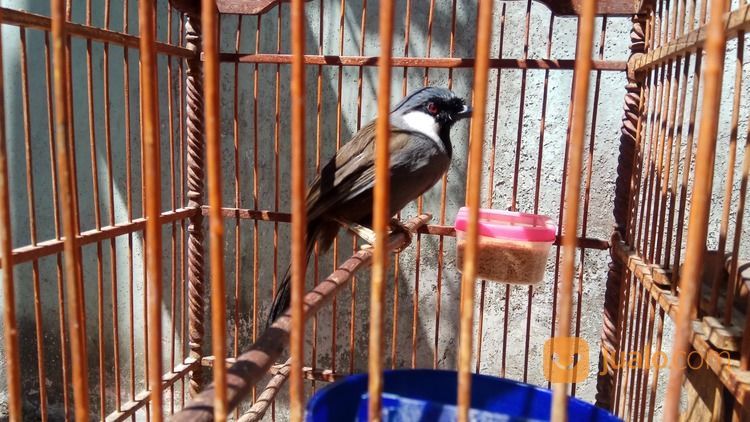 Poksay Hongkong Betina