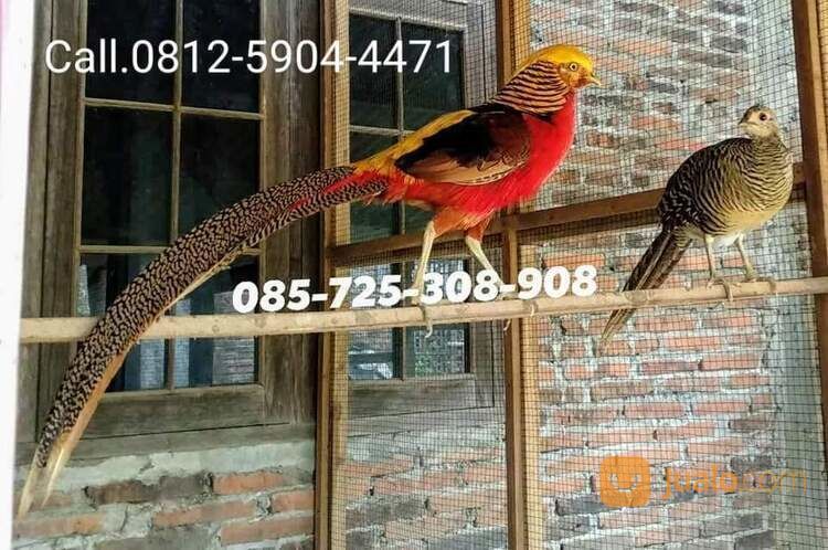 Golden Pheasant Anakan