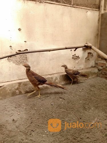 Golden Pheasant Anakan