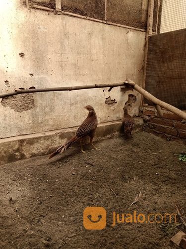 Golden Pheasant Anakan