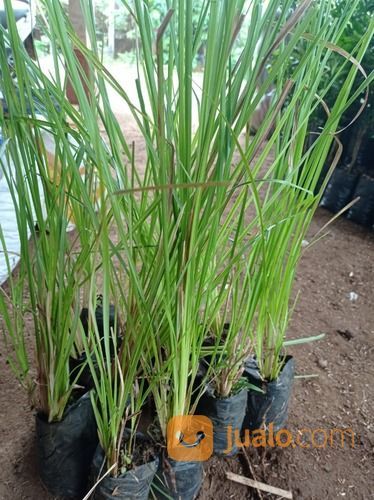 Bibit Tanaman Akar Wangi Penghasilkan Minyak Esensial Parfum&Kosmetik