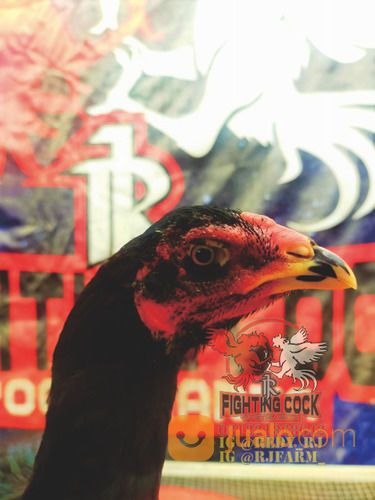Ayam Petarung RJ Farm Indonesia