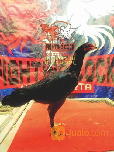 Ayam Petarung RJ Farm Indonesia