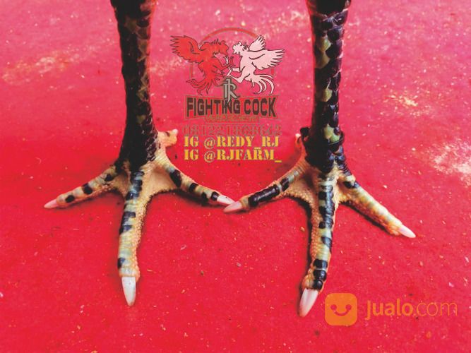 Ayam Petarung RJ Farm Indonesia