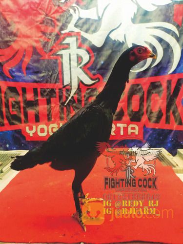 Ayam Petarung RJ Farm Indonesia