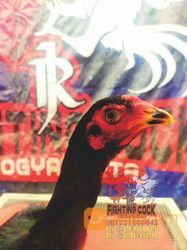 Ayam Petarung RJ Farm Indonesia
