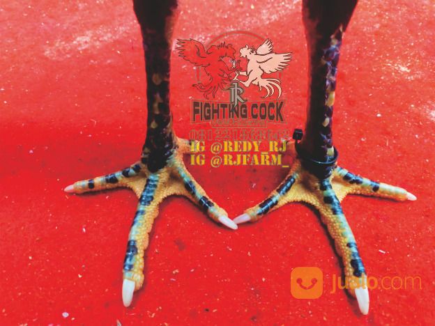 Ayam Petarung RJ Farm Indonesia