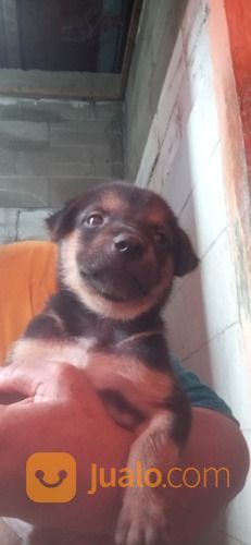 Anak Anjing Mix Doberman Jantan Dan Betina