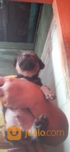 Anak Anjing Mix Doberman Jantan Dan Betina