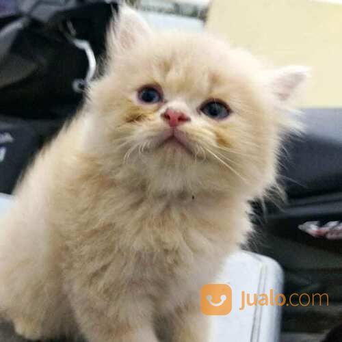 Open Adop Kucing Persia Fletnose Betina Usia 2.5 Bulan