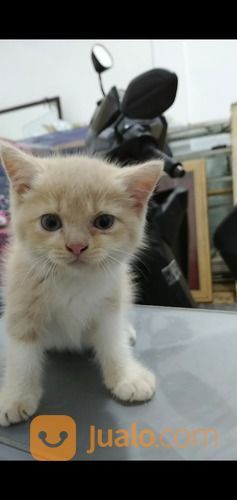 Open Adop Kucing Persia Fletnose Betina Usia 2.5 Bulan