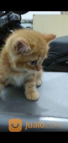 Open Adop Kucing Persia Fletnose Betina Usia 2.5 Bulan