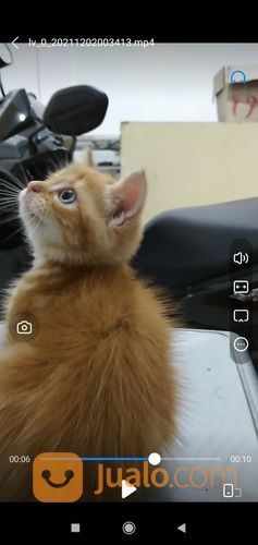 Open Adop Kucing Persia Fletnose Betina Usia 2.5 Bulan