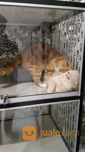 Open Adop Kucing Persia Fletnose Betina Usia 2.5 Bulan