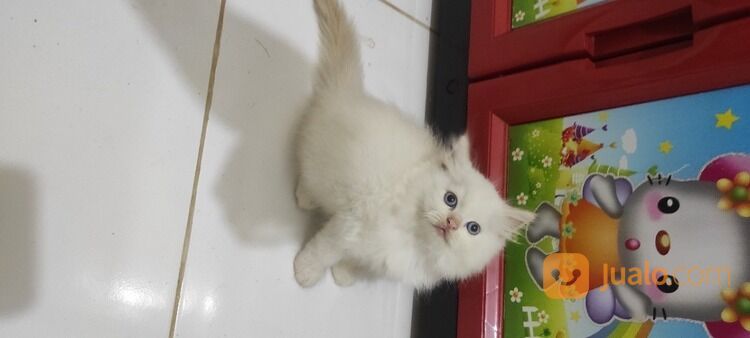 Kucing Kitten Ragdoll Jantan, Mata Biru. Sehat Gembul