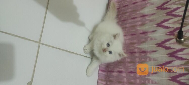 Kucing Kitten Ragdoll Jantan, Mata Biru. Sehat Gembul