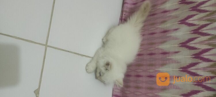 Kucing Kitten Ragdoll Jantan, Mata Biru. Sehat Gembul