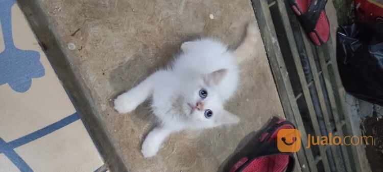 Kucing Kitten Himalaya Jantan, Mata Biru, Red Point.