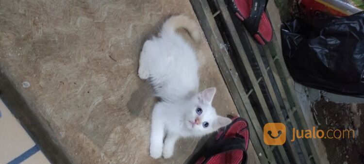 Kucing Kitten Himalaya Jantan, Mata Biru, Red Point.