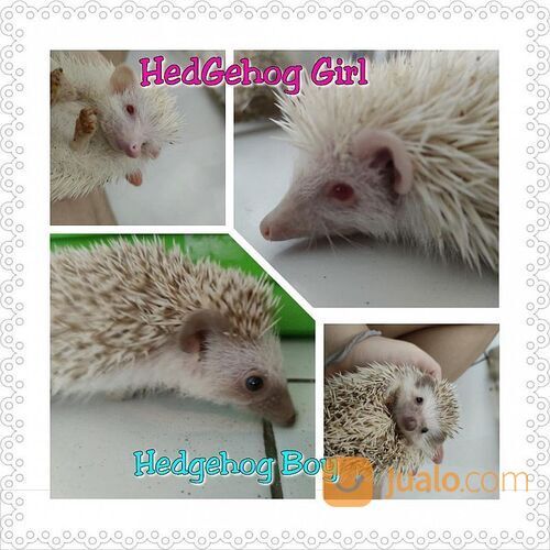 Landak Peliharaan Mini Lucu Hidup Hedgehog Harga Satuan Surabaya