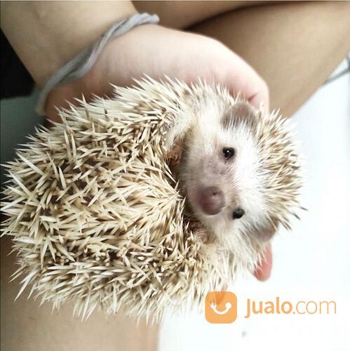 Landak Peliharaan Mini Lucu Hidup Hedgehog Harga Satuan Surabaya