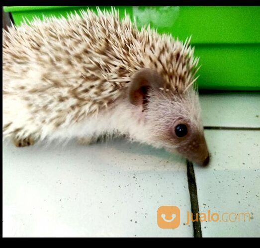 Landak Peliharaan Mini Lucu Hidup Hedgehog Harga Satuan Surabaya