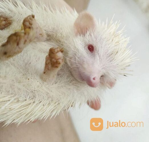Landak Peliharaan Mini Lucu Hidup Hedgehog Harga Satuan Surabaya