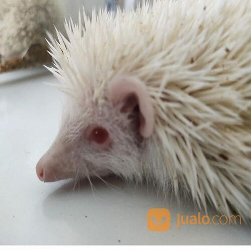 Landak Peliharaan Mini Lucu Hidup Hedgehog Harga Satuan Surabaya