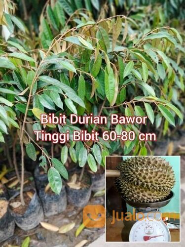 Bibit Durian Bawor Tinggi Bibit 1 Meter an
