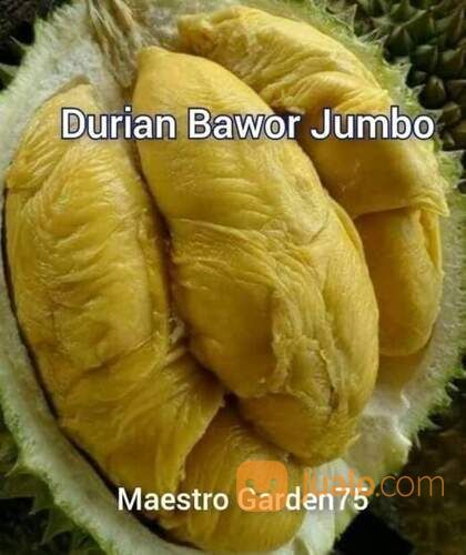 Bibit Durian Bawor Tinggi Bibit 1 Meter an