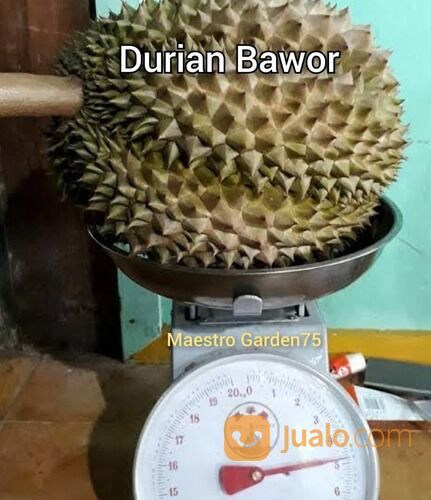 Bibit Durian Bawor Tinggi Bibit 1 Meter an