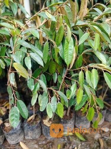 Bibit Durian Bawor Tinggi Bibit 1 Meter an