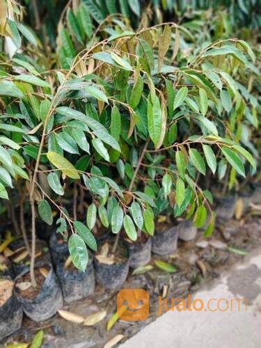 Bibit Durian Bawor Tinggi Bibit 1 Meter an