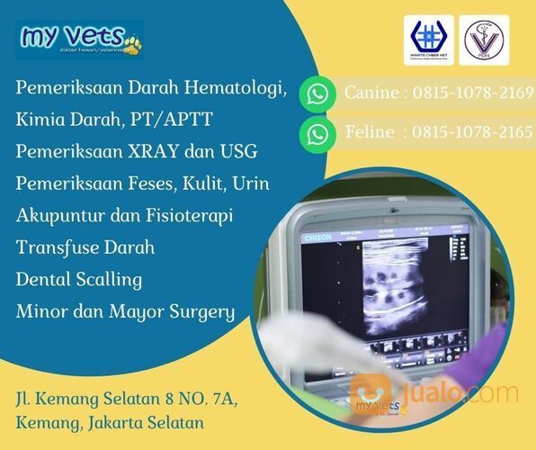 KUALITAS, CALL 0813-1015-8004, Dokter Hewan Kucing, Dokter Hewan Kucing Murah, Klinik Hewan 24 Jam