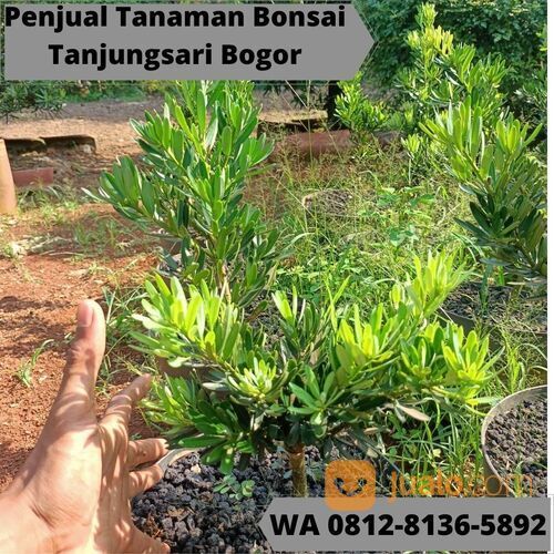 TERINDAH WA 0812-8136-5892 Harga Bonsai Lohansung Tanjungsari Bogor