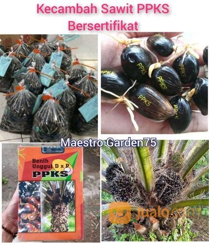 Kecambah Sawit PPKS Bersertifikat Isi 250 / Kantong