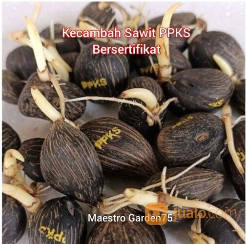 Kecambah Sawit PPKS Bersertifikat Isi 250 / Kantong