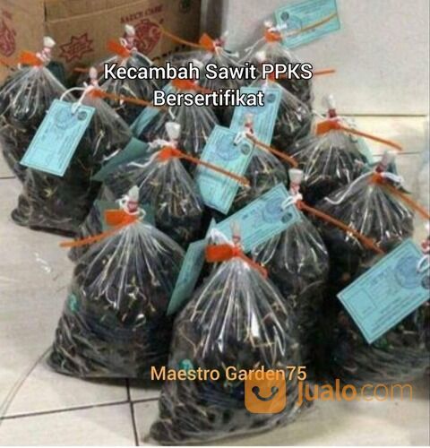 Kecambah Sawit PPKS Bersertifikat Isi 250 / Kantong