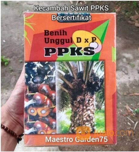 Kecambah Sawit PPKS Bersertifikat Isi 250 / Kantong