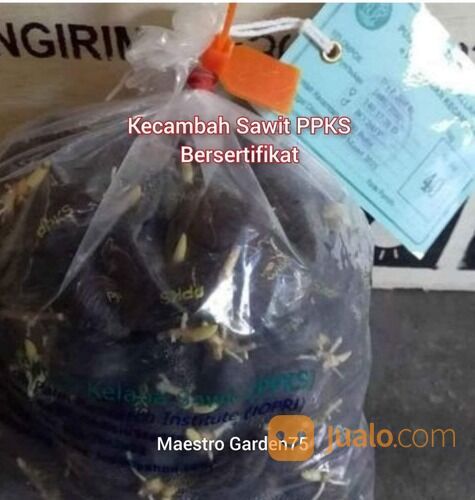 Kecambah Sawit PPKS Bersertifikat Isi 250 / Kantong