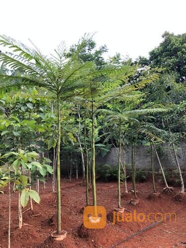 POHON SOLOBIU / ARAHYB / AKIS BRAZIL