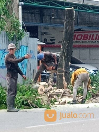 Jasa Tebang Pohon Dan Buang Sampah Pohon 800.000 Dki Jakarta Wa 085641290679