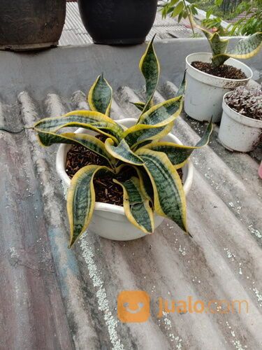 Sansiver Twister Daun Melingkar