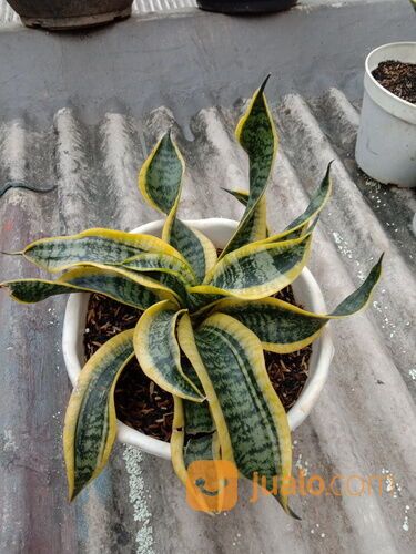 Sansiver Twister Daun Melingkar