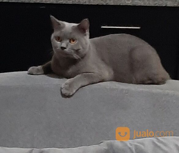 Jasa Pacak Kucing BSH