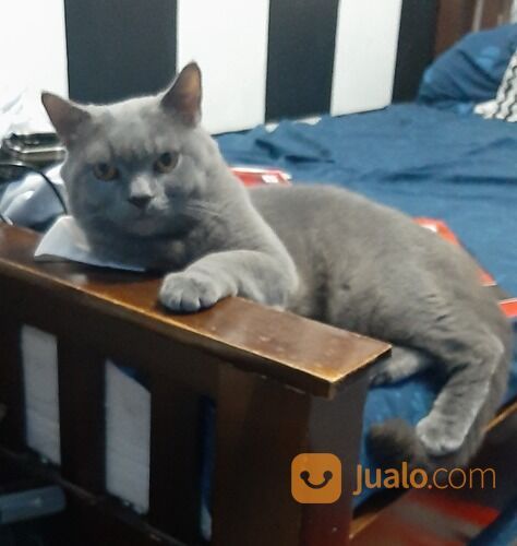 Jasa Pacak Kucing BSH