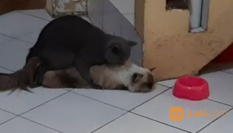 Jasa Pacak Kucing BSH